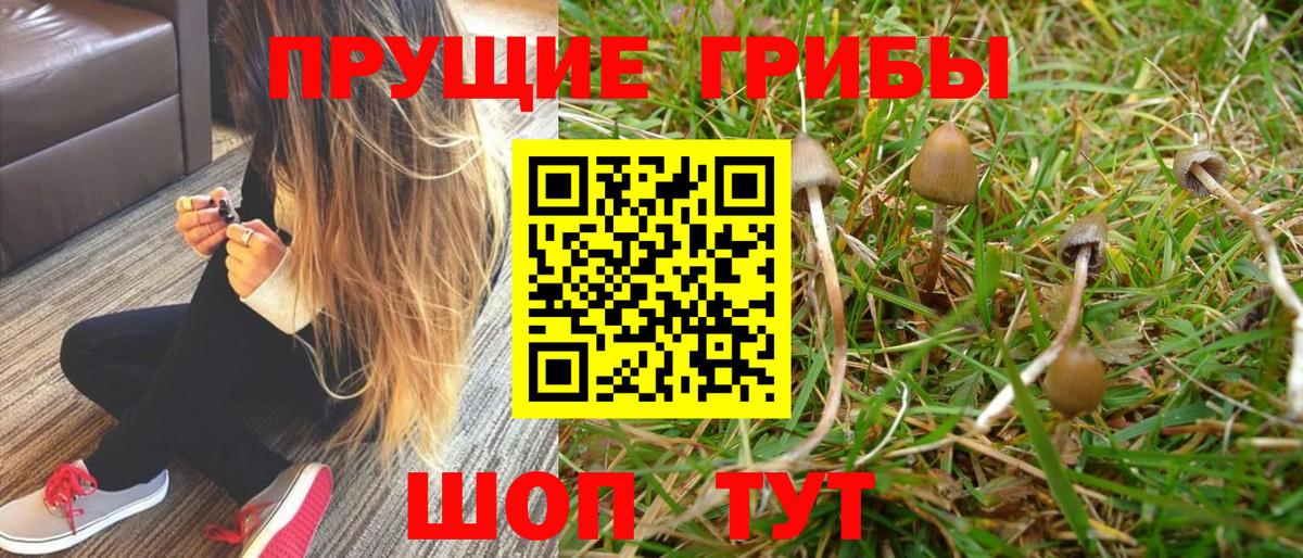 продажа наркотиков  Вход с VPN  Галлюциногенные грибы Psilocybe  Чапаевск  Галлюциногенные грибы мицелий 